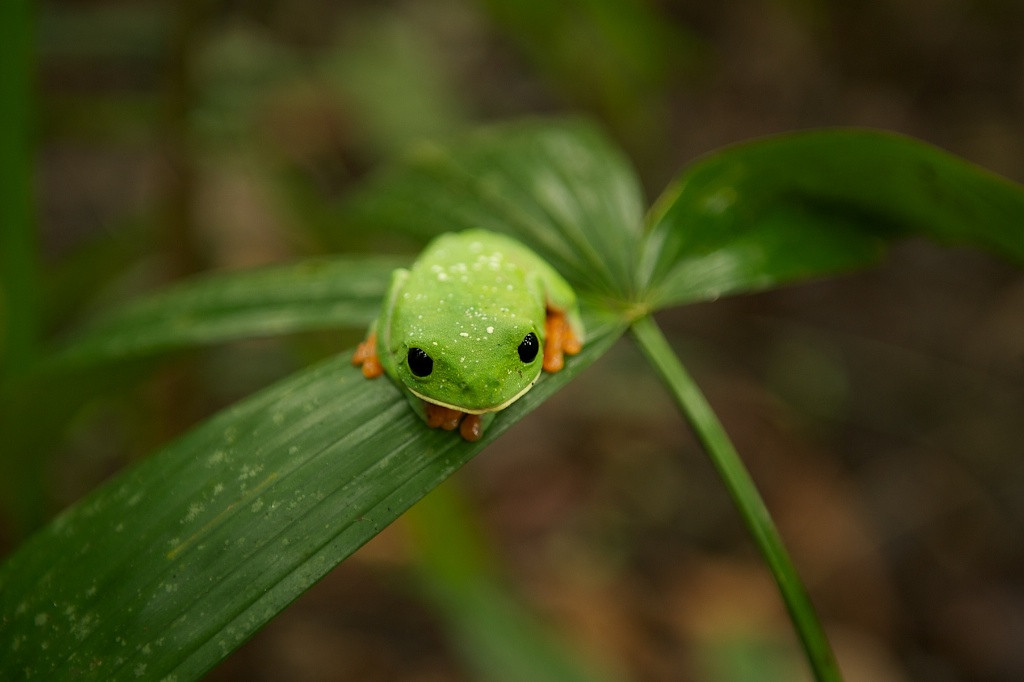 Morelet's Tree Frog